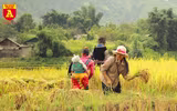 Mùa vàng ở vùng cao Y Tý